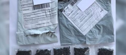 Sementes chinesas s&atilde;o entregues nos Estados Unidos. (Divulga&ccedil;&atilde;o/Departamento de Agricultura de Kentucky)