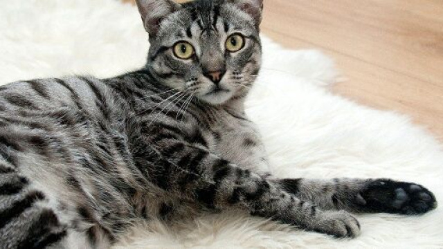 Comment faire pour que votre chat vous aime ? - Photo pixabay