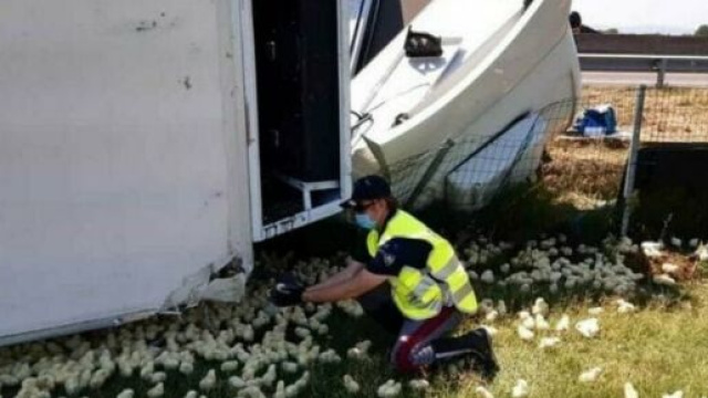 Il ribaltamento di un autoarticolato ha causato l'uscita dal mezzo di migliaia di pulcini che hanno invaso un tratto autostradale della A14.