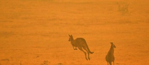 The impact of Australia bushfires on wildlife. [Image source/CBS This Morning YouTubee video]