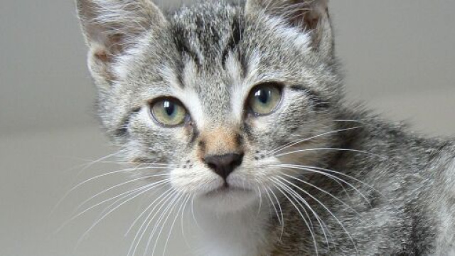 chat s'il frotte sa t&ecirc;te contre la v&ocirc;tre ce n'est pas seulement pour vous dire qu'il est le chef - photo Pixabay