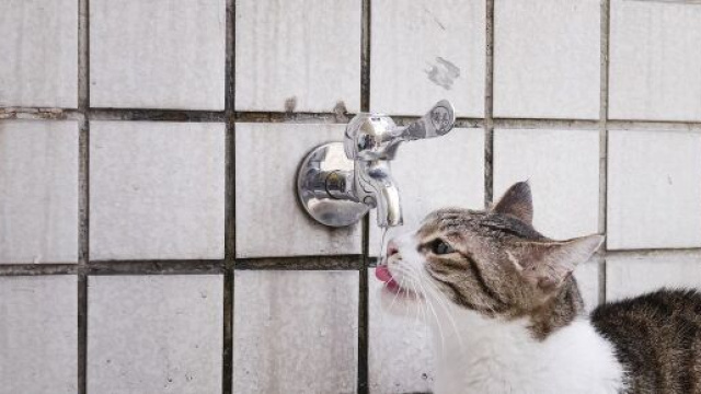 Pourquoi mon chat ne boit pas durant les fortes chaleurs ? Photo Pixabay