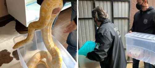 Quatro cobras s&atilde;o resgatadas em Curitiba. (Reprodu&ccedil;&atilde;o/Redes Sociais)