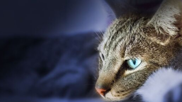 chat : s'il dort sur votre t&ecirc;te ce n'est pas pour vos cheveux - Photo Pixabay