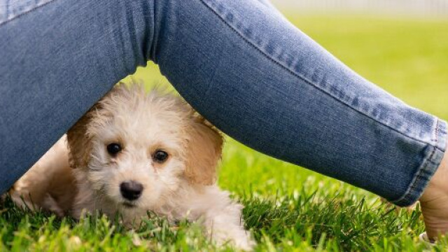 Oroscopo 5 luglio: Ariete pazienti, Toro provocante.