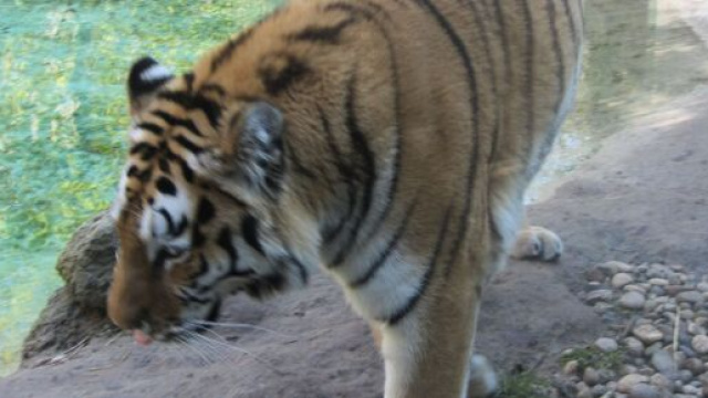 Svizzera, tigre siberiana attacca e uccide una guardiana allo zoo di Zurigo: indagini in corso.