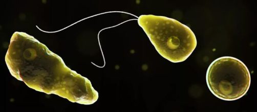Os Estados Unidos est&atilde;o sob alerta ap&oacute;s caso de Ameba 'comedora de c&eacute;rebro'. Foto: Arquivo Blasting News