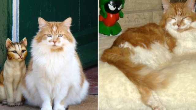 Ruuble le chat le plus vieux du monde est mort &agrave; l'&acirc;ge de 31 ans (source : capture Twitter)