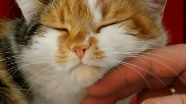 Qu'est ce le ronronnement du chat ? Photo Pixabay