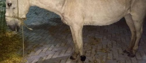 Preso teria colocado a tornozeleira no cavalo para despistar a pol&iacute;cia. (Arquivo Pessoal)