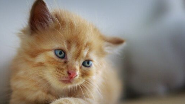 votre anxi&eacute;t&eacute; serait li&eacute;e &agrave; votre attachement pour votre chat -photo pixabay