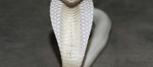 Cobra Naja pica estudante de veterin&aacute;ria. (Arquivo Blasting News)