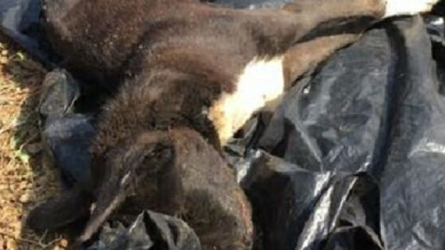 Catania, un cagnolino &egrave; deceduto dopo che una donna 44enne l'ha lanciato dalla finestra del quarto piano durante una lite con il compagno.