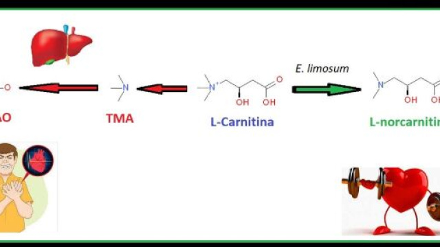 Il batterio anaerobico acetogenico Eubacterium limosum, contenente l&rsquo;enzima MtcB, riduce la produzione di metaboliti ad attivit&agrave; proaterogena.
