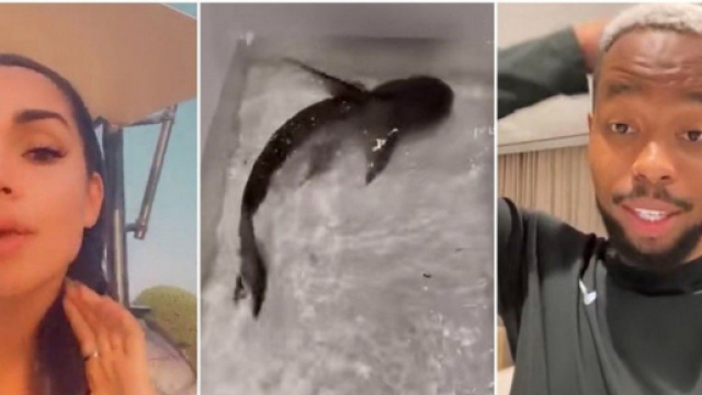 JLC Family : SisiK offre un requin &agrave; Jazz et Laurent, les internautes sont choqu&eacute;s.