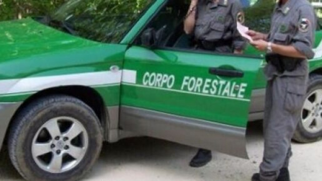 S&igrave; dell'Ars a nuovo concorsi nel corpo Forestale.