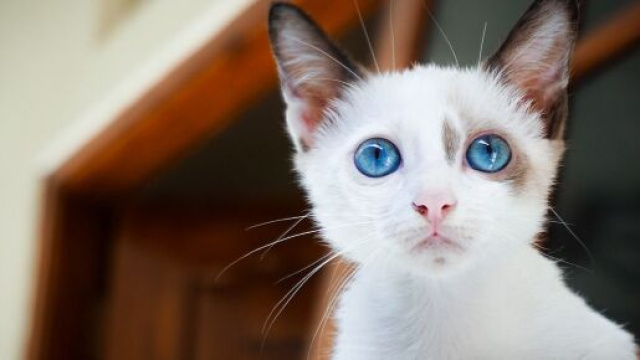 Votre chat peut-il &ecirc;tre jaloux - Photo pixabay