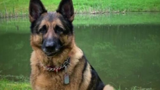 Buddy &egrave; morto, il pastore tedesco era risultato positivo al coronavirus lo scorso maggio.