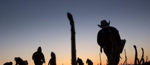 Las jornadas laborales en el campo son intensas