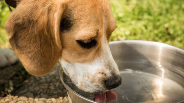 Attention &agrave; ne pas infecter votre chien avec trop d'eau. Credit: Pixabay