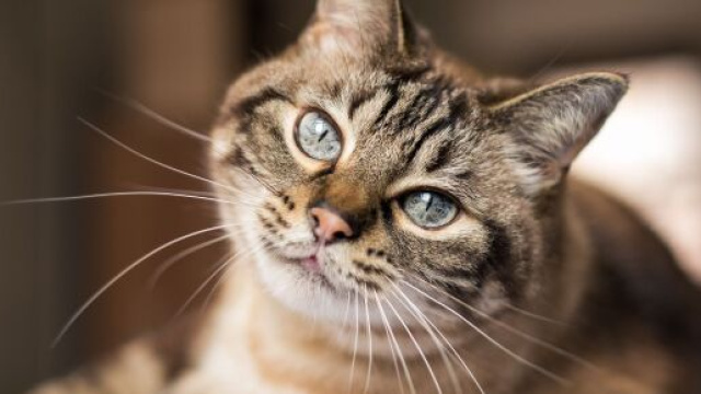 La chatte n'a plus revu ses propri&eacute;taires depuis 12 ans, image d'illustration - source : Pixabay)