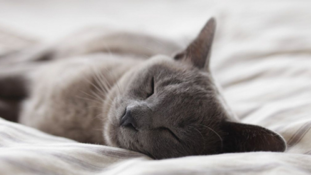 Dormir avec son chat a plusieurs avantages. Credit: fotomelia