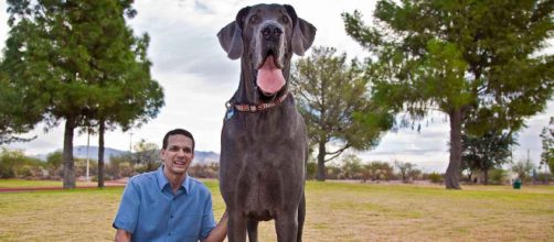 Maiores ra&ccedil;as de cachorros do mundo. (Arquivo Blasting News)