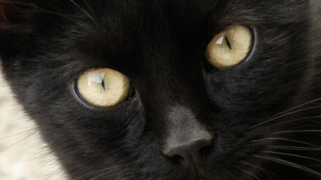 Chat : 5 raisons d'adopter un chat noir. Credit: FreeImage.com