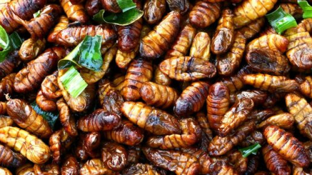 Malgr&eacute; lle boeuf bourguignon, les criquets et les algues vont-ils prendre le relais ?