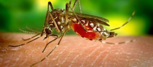 Aparece el virus del Nilo como rival del coronavirus