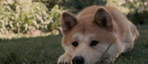 Filmes com personagens, sobretudo caninos, encantam o p&uacute;blico. (Arquivo Blasting News)