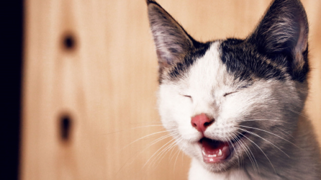 Chat : 4 conseils pour arr&ecirc;ter ses miaulements. Credit: Pexels