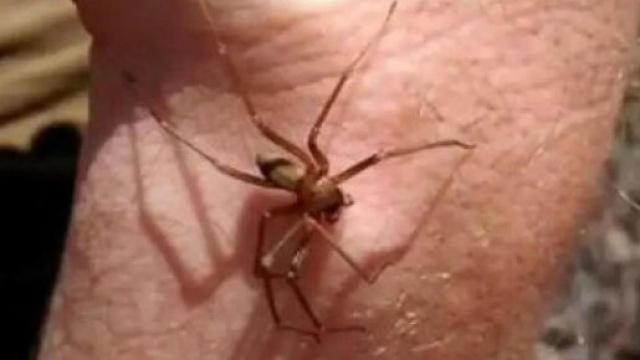 Marsala, una 51enne ha perso la vita dopo il morso di un ragno violino.