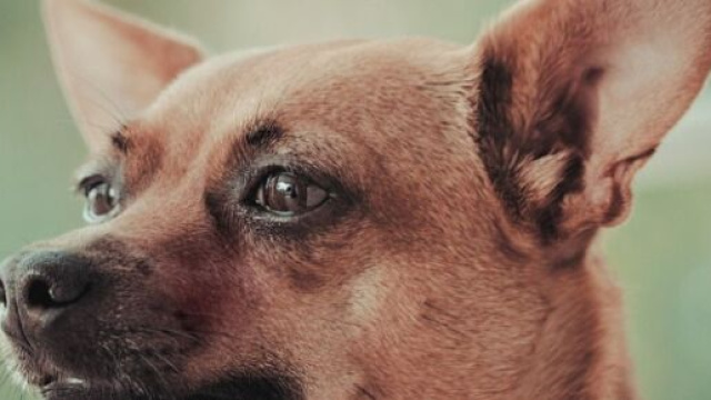 Francavilla Fontana: due pincher e uno sharpei vittime di un killer, si indaga.