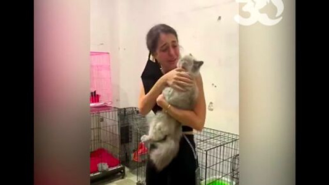 Plus de 100 animaux ont pu retrouver leur famille gr&acirc;ce aux associations, source : capture Youtube - 30millionsdamis