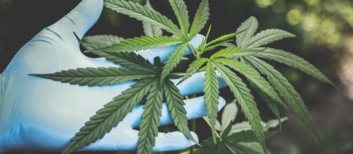 Medicamento &agrave; base da cannabis deve ser disponibilizado no SUS. (Arquivo Blasting News)