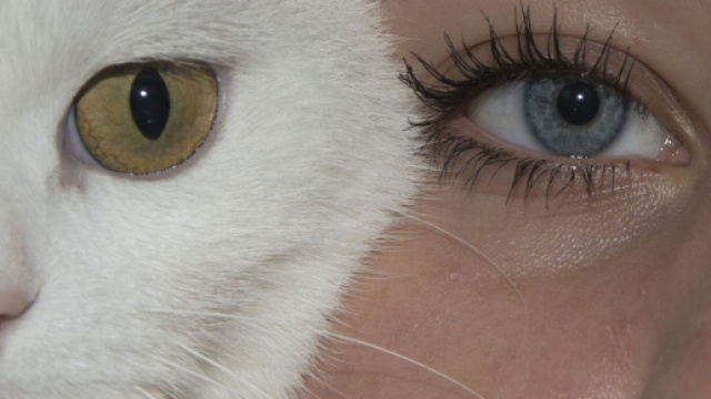 Les chats comprennent les humains. Credit: Pixabay/Shanon