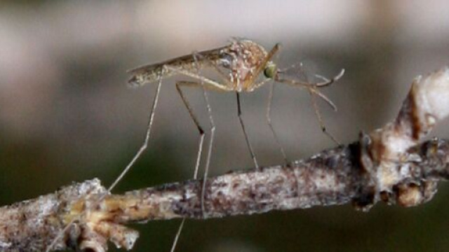 Alessandria, un paziente ricoverato in ospedale con encefalite da febbre del Nilo occidentale.