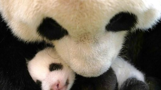 Usa, Washington: nasce cucciolo di panda gigante.
