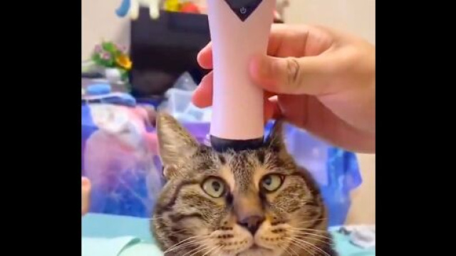 La vid&eacute;o post&eacute;e sur un compte d&eacute;di&eacute; aux animaux a fait le tour du monde, source : capture - Twitter