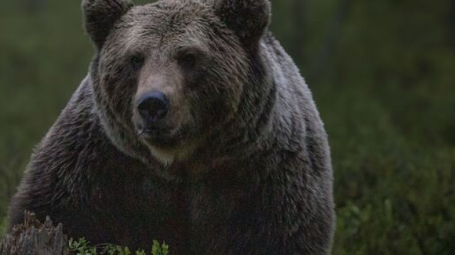 Trentino: orso aggredisce carabiniere, catturato dal Corpo forestale