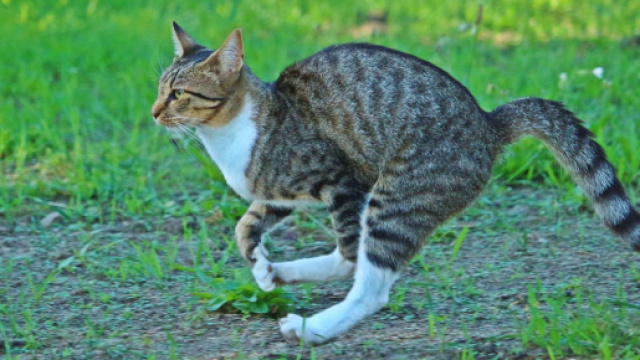 Chat : son quart d'heure de folie expliqu&eacute;. Credit: Pixabay/ Rihaijd