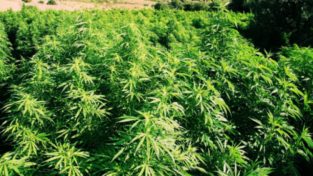 Le piante di marijuana sequestrate dai Carabinieri.