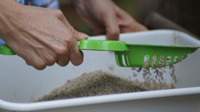 Chat : Les meilleurs endroits pour mettre une liti&egrave;re. Credit: Pexels/chatchawarn loetsupan