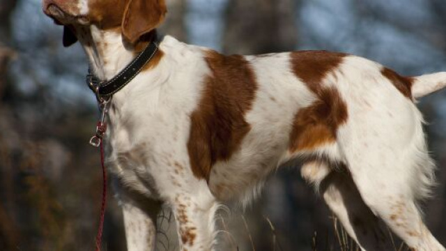 Torino: uomo accusato di aver lanciato il suo cane dal balcone.