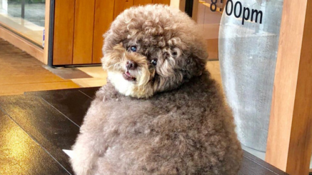 Kokoro, This dog Natalie found on insta is my current fav - Twitter