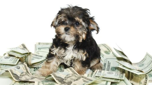 Cani, mantenerli pu&ograve; costare oltre 2mila euro l'anno.