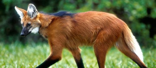 Foto do lobo-guar&aacute;, maior can&iacute;deo selvagem da Am&eacute;rica do Sul. (Arquivo Blasting News)