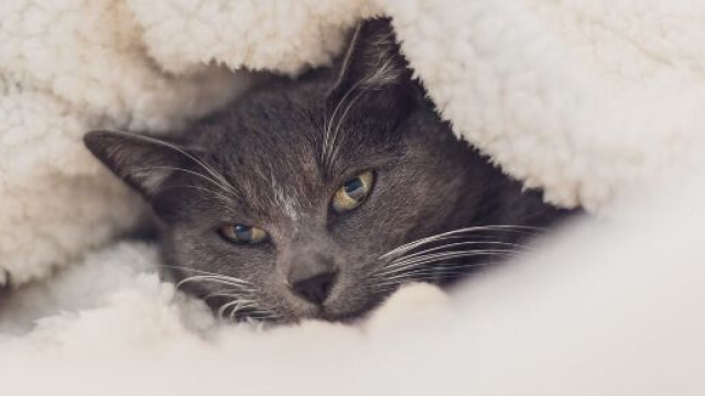 Chat : s'il dort avec vous ce n'est pas juste pour votre lit douillet - Photo Pixabay