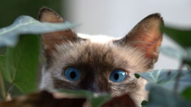 Chat s'il se cache ce n'est pas seulement parce qu'il est timide - Photo Pixabay